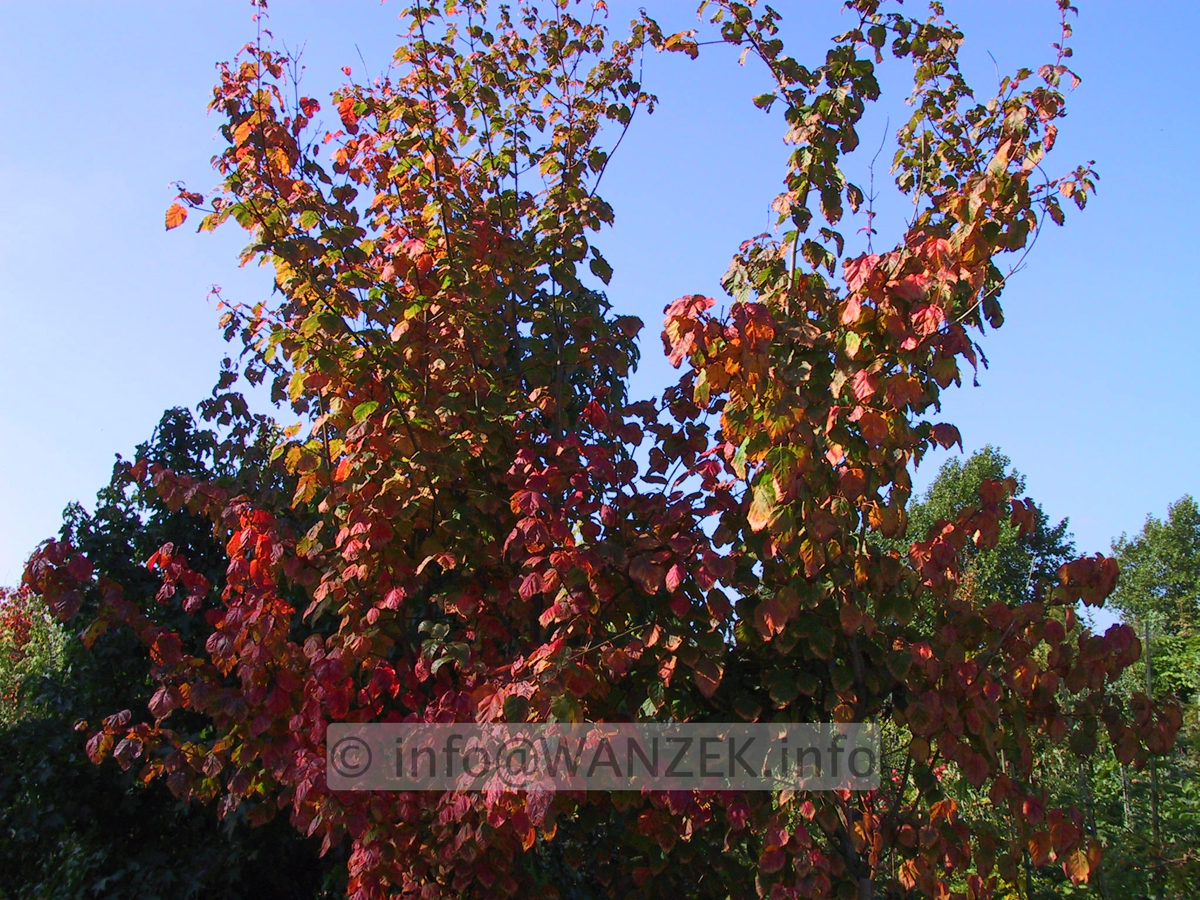 Acer davidii -Herbstfaerbung1.JPG